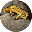 Sammy Leopard profile picture